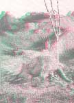 Brachyceratops montanensis